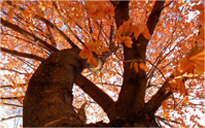 攻击网站在线工具